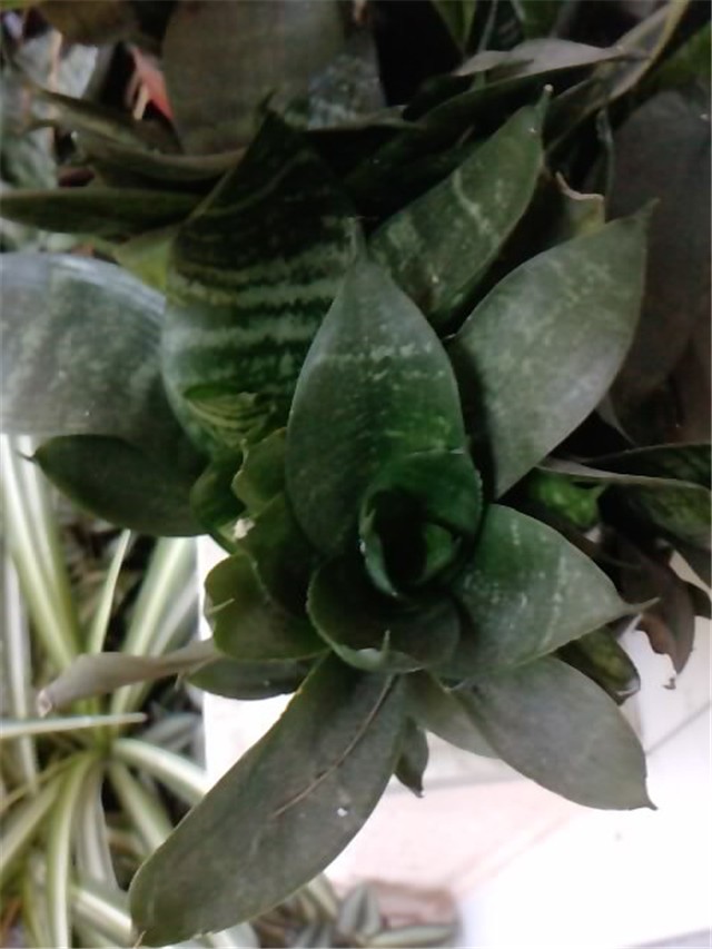 sansenveria